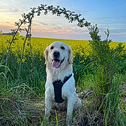Siena participe au concours pour gagner de l'argent avec cette photo : dog, golden_retriever, harness, grass, field, yellow_flowers, plants, sunset, sky, nature, outdoor, happy, pet, canine, smiling, greenery, arch, flora, animal, portrait