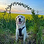 dog, golden_retriever, harness, grass, field, yellow_flowers, plants, sunset, sky, nature, outdoor, happy, pet, canine, smiling, greenery, arch, flora, animal, portrait