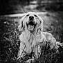 animal, black_and_white, canine, close_up, daylight, dog, fur, golden_retriever, grass, happy, lying_down, muzzle, nature, outdoor, pet, portrait, relaxed, smiling, tongue_out, whiskers