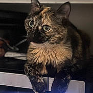 Biscuit joined the competition — help win amazing prizes! cat, tortoiseshell, pet, indoor, animal, feline, curious, paws, fur, eyes, appliance, kitchen, digital_clock, dark_background, closeup, domestic, resting, mammal, whiskers, portrait
