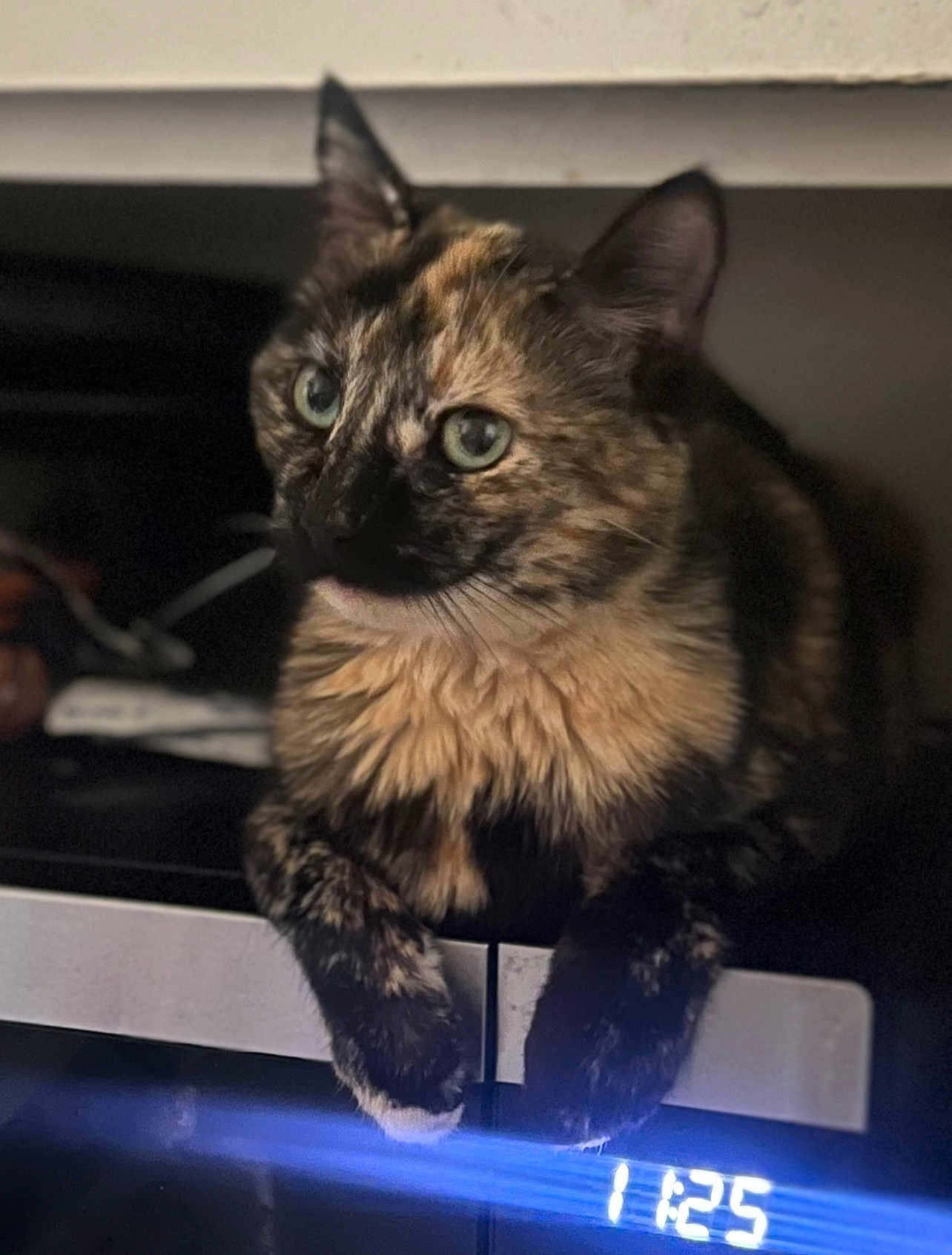 Biscuit