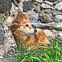 Kinou participe au concours pour gagner de l'argent avec cette photo : dog, golden_brown, fluffy, grass, stone_wall, outdoor, nature, pet, animal, resting, side_view, serene, contemplative, fur, closeup, daylight, mammal, canine, quiet, relaxed
