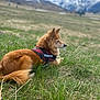 Kinou participe au concours pour gagner de l'argent avec cette photo : dog, grass, outdoor, mountain, sky, cloud, nature, canine, fur, brown, harness, resting, landscape, snow, scenery, animal, pet, field, side_view, daylight