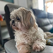 Kinou a rejoint le concours — aidez-le/la à gagner de superbes lots ! dog, pet, curly_fur, fluffy, couch, leather, indoor, relaxed, side_view, home, animal, domestic_animal, furry, paw, snout, ears, companion, quiet, resting, furniture