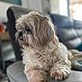 dog, pet, curly_fur, fluffy, couch, leather, indoor, relaxed, side_view, home, animal, domestic_animal, furry, paw, snout, ears, companion, quiet, resting, furniture