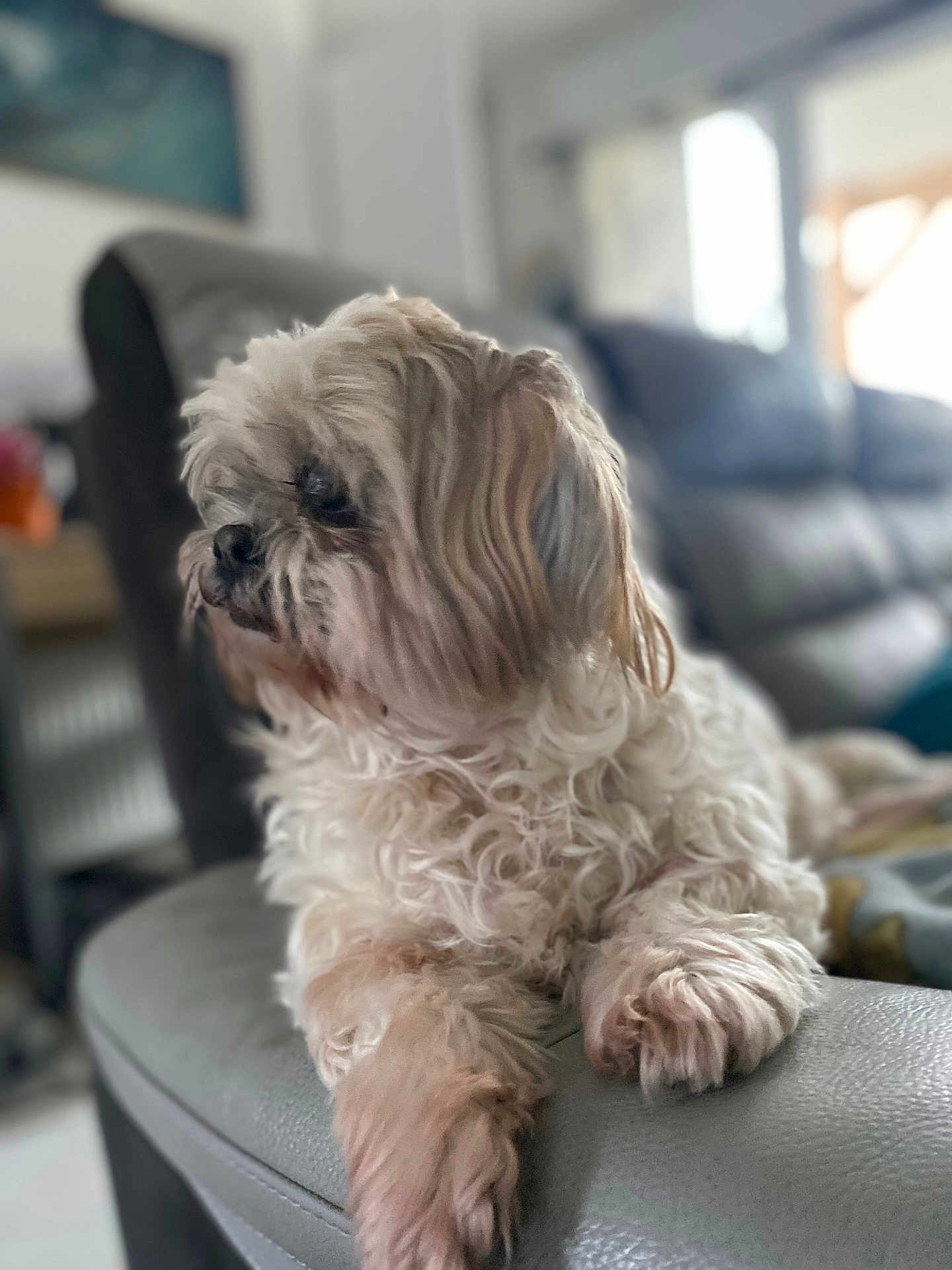 Kinou a rejoint le concours — aidez-le/la à gagner de superbes lots ! dog, pet, curly_fur, fluffy, couch, leather, indoor, relaxed, side_view, home, animal, domestic_animal, furry, paw, snout, ears, companion, quiet, resting, furniture