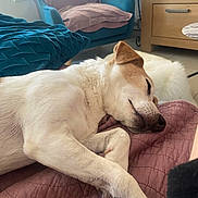 Helza participe au concours pour gagner de l'argent avec cette photo : dog, sleeping, indoor, quilt, furniture, armchair, wooden_dresser, natural_light, cozy, pet, relaxation, paw, nose, ear, living_room, blanket, floor, home, resting, comfort