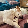 dog, sleeping, indoor, quilt, furniture, armchair, wooden_dresser, natural_light, cozy, pet, relaxation, paw, nose, ear, living_room, blanket, floor, home, resting, comfort