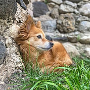 Youki participe au concours pour gagner de l'argent avec cette photo : dog, golden_brown, fluffy, grass, stone_wall, outdoor, nature, pet, animal, resting, side_view, serene, contemplative, fur, closeup, daylight, mammal, canine, quiet, relaxed