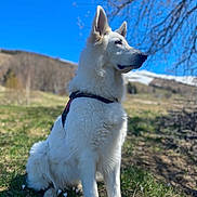 Lutti a rejoint le concours — aidez-le/la à gagner de superbes lots ! dog, white_dog, sitting, outdoor, grass, flowers, blue_sky, tree_branches, mountain, nature, canine, pet, fur, harness, daylight, animal, profile_view, serene, landscape, sunlight