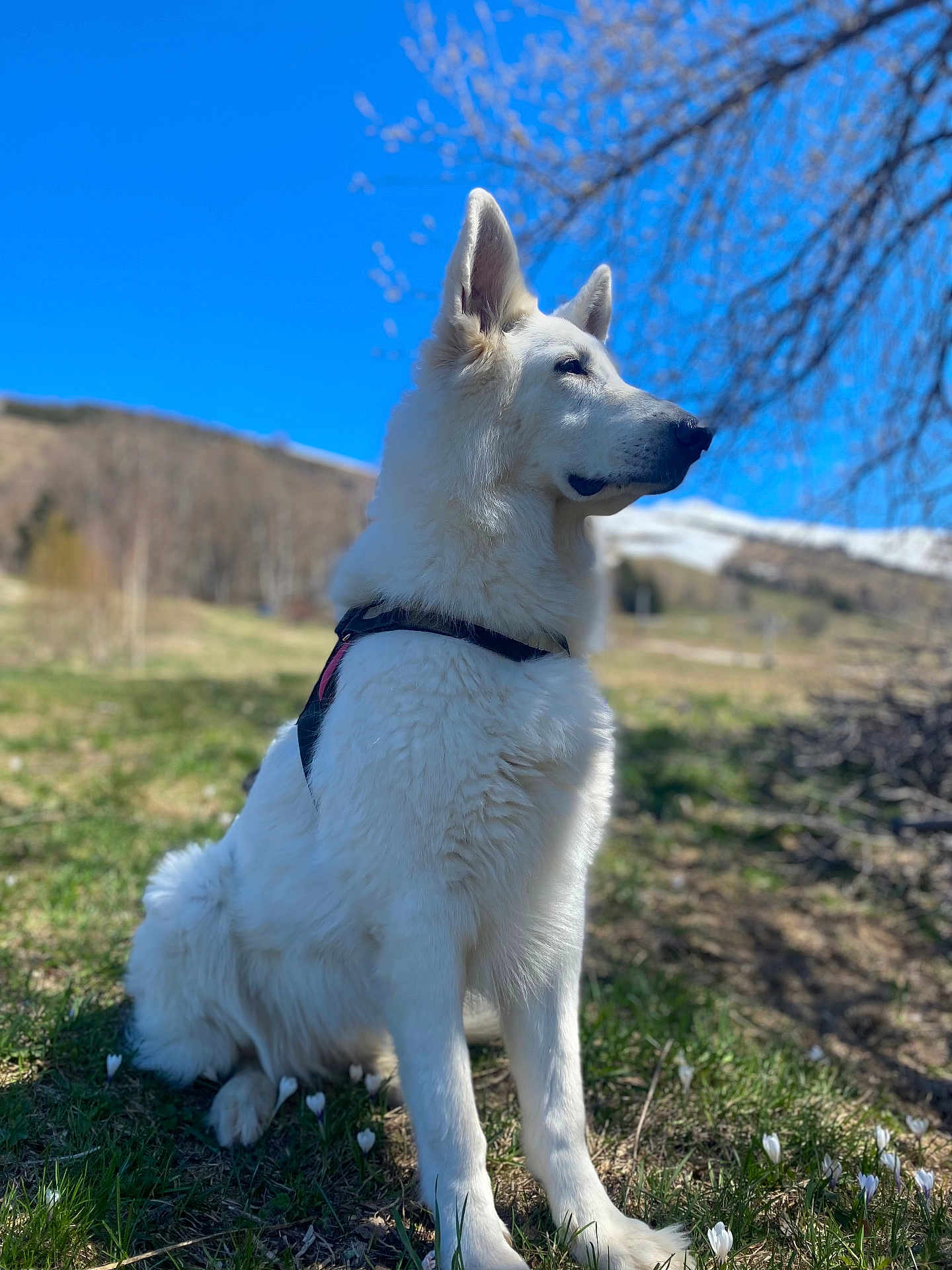 Lutti
