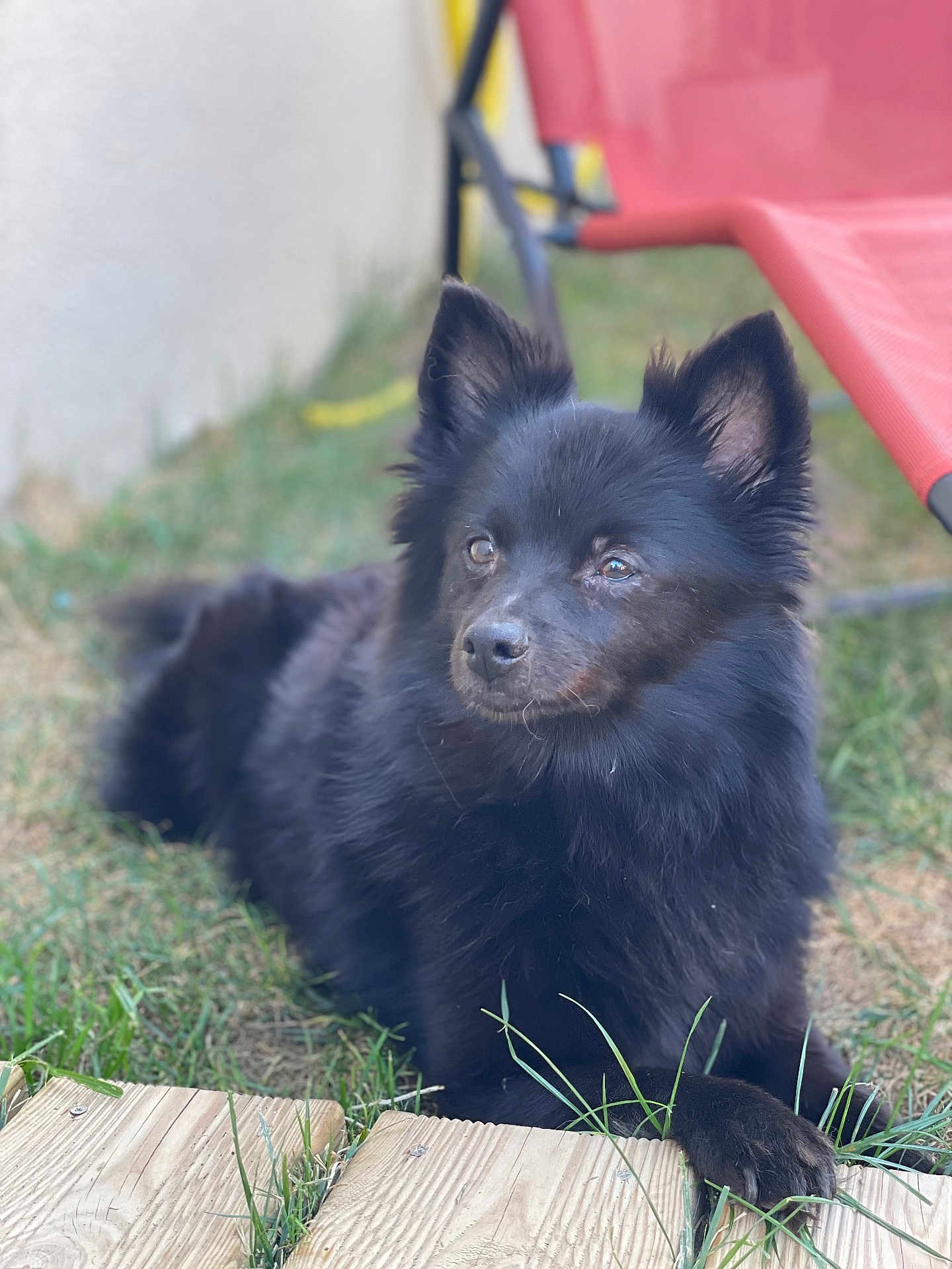 Jessy a rejoint le concours — aidez-le/la à gagner de superbes lots ! dog, black_dog, fluffy, grass, outdoor, pet, canine, relaxed, wooden_deck, chair, blurred_background, animal, nature, paw, ears, snout, fur, summer, daylight, domestic