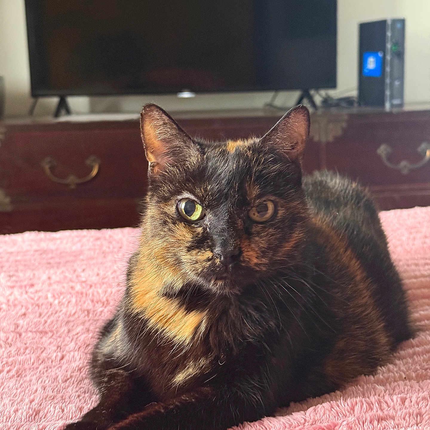 Gypsy is registered to the contest to win money with this photo: animal, cat, closeup, cozy, domestic_cat, ears, eyes, feline, fur, home, indoor, pet, pink_blanket, portrait, relaxed, resting, television, tortoiseshell, whiskers, wooden_dresser
