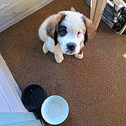Beethoven is registered to the contest to win money with this photo: puppy, dog, pet, indoor, carpet, bowl, food_bowl, water_bowl, waiting, cute, fluffy, brown, white, black_patch, young, sitting, looking_up, floor, collar, home