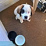 puppy, dog, pet, indoor, carpet, bowl, food_bowl, water_bowl, waiting, cute, fluffy, brown, white, black_patch, young, sitting, looking_up, floor, collar, home