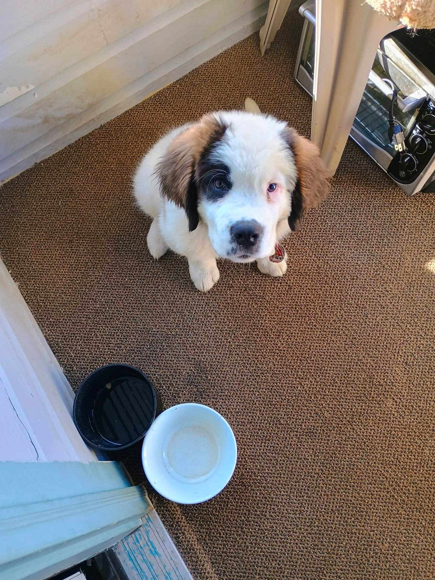 Beethoven is registered to the contest to win money with this photo: puppy, dog, pet, indoor, carpet, bowl, food_bowl, water_bowl, waiting, cute, fluffy, brown, white, black_patch, young, sitting, looking_up, floor, collar, home