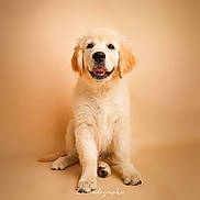 Alya participe au concours pour gagner de l'argent avec cette photo : golden_retriever, puppy, dog, animal, pet, fluffy, sitting, beige_background, studio, portrait, cute, happy, friendly, canine, young, furry, mammal, domestic_animal, front_view, indoors