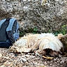 Rocco a rejoint le concours — aidez-le/la à gagner de superbes lots ! dog, sleeping, outdoor, backpack, rocky_ground, stone_wall, fur, pet, resting, nature, curly_fur, small_dog, animal, relaxation, closeup, quiet, shade, ground, leaves, daylight