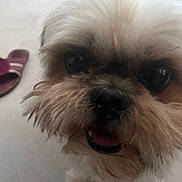 Rocco a rejoint le concours — aidez-le/la à gagner de superbes lots ! dog, pet, shih_tzu, close_up, floor, slippers, purple_slippers, indoor, cute, fur, animal, companion, tongue, eyes, nose, small_dog, mammal, whiskers, portrait, domestic_animal