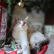 Lola joined the competition — help win amazing prizes! cat, blue_eyes, paw, stretching, quilt, carpet, christmas_tree, ornament, holiday, decorations, indoor, pet, feline, cute, relaxed, close_up, white_fur, striped_tail, cozy, festive