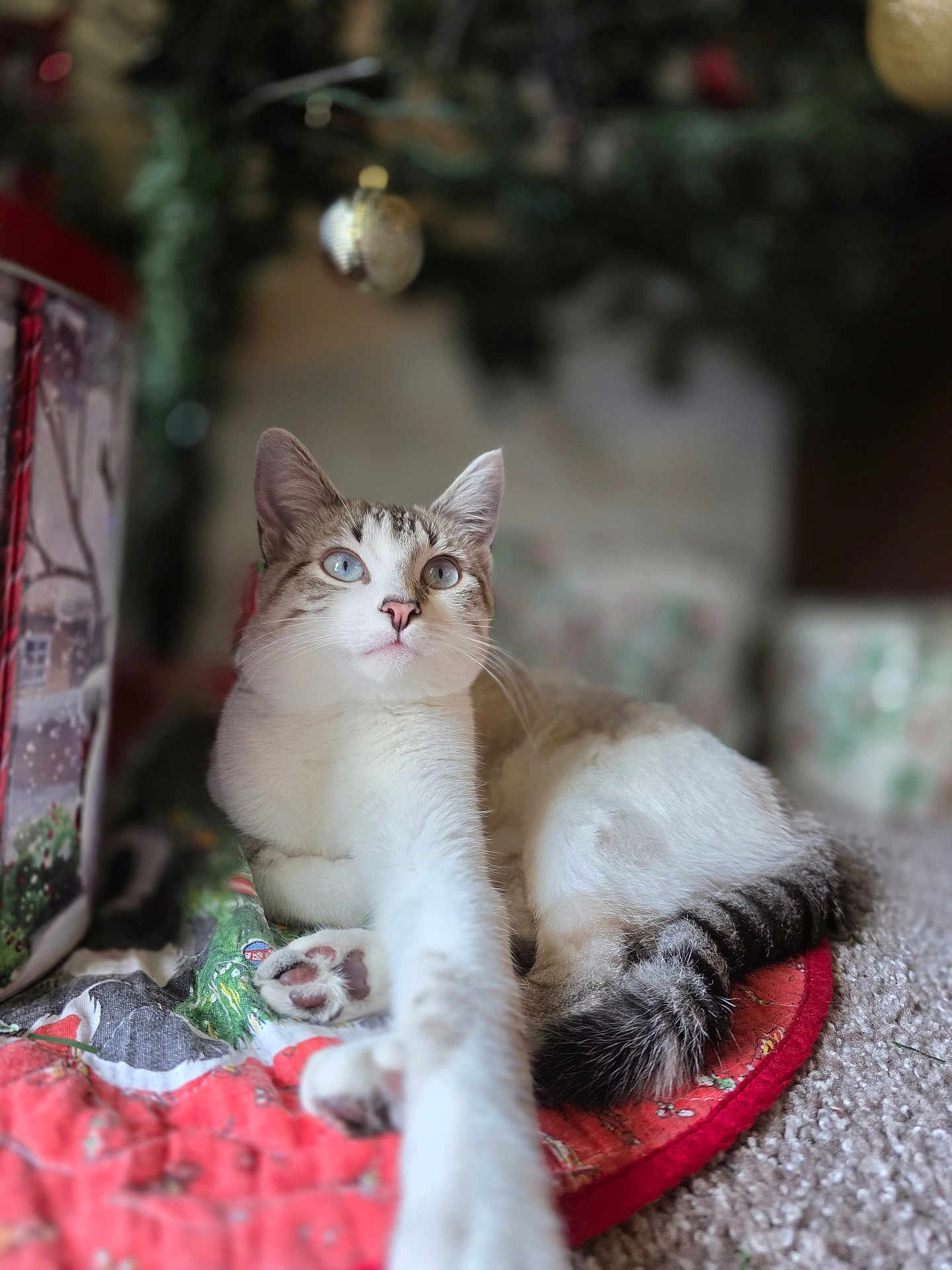 Lola joined the competition — help win amazing prizes! cat, blue_eyes, paw, stretching, quilt, carpet, christmas_tree, ornament, holiday, decorations, indoor, pet, feline, cute, relaxed, close_up, white_fur, striped_tail, cozy, festive