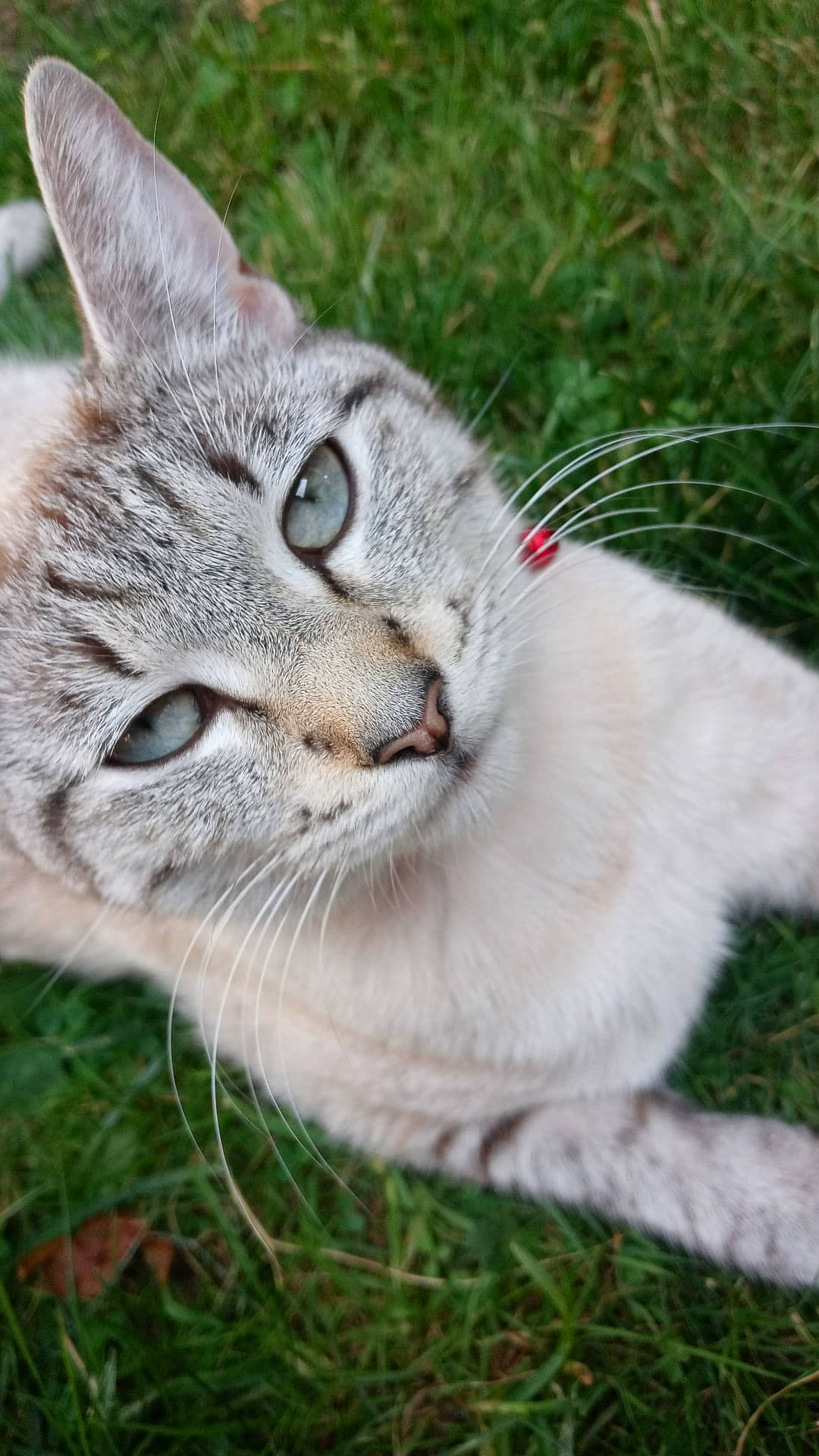 Nala is registered to the contest to win money with this photo: carnivore, cat, claw, domestic_short_haired_cat, fawn, felidae, fur, grass, groundcover, paw, plant, sitting, small_to_medium_sized_cats, snout, tail, terrestrial_animal, tree, whiskers, wildlife