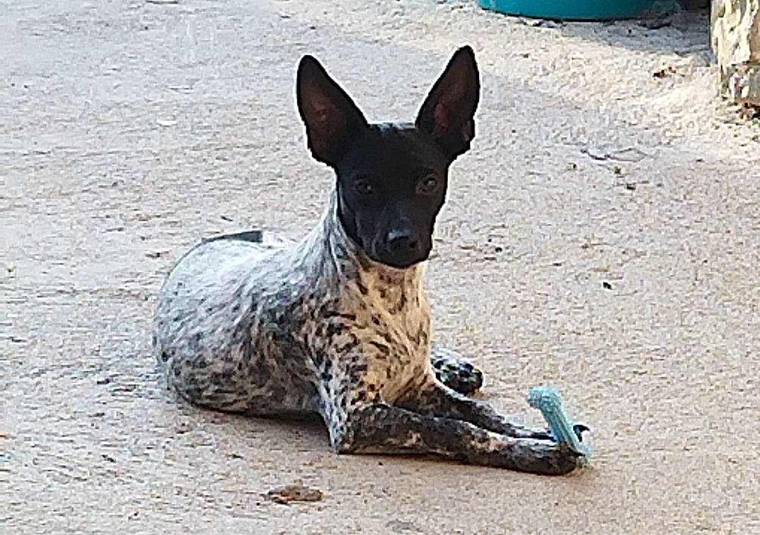 Jumbo a rejoint le concours — aidez-le/la à gagner de superbes lots ! ancient_dog_breeds, beach, canidae, carnivore, companion_dog, dog, dog_breed, fawn, non_sporting_group, snout, sporting_group, terrestrial_animal, working_animal