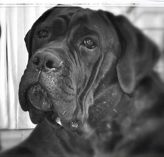 Jumba a rejoint le concours — aidez-le/la à gagner de superbes lots ! canidae, carnivore, collar, companion_dog, dog, dog_breed, dog_collar, fur, giant_dog_breed, liver, monochrome, monochrome_photography, snout, sporting_group, style, terrestrial_animal, whiskers, working_animal, working_dog, wrinkle