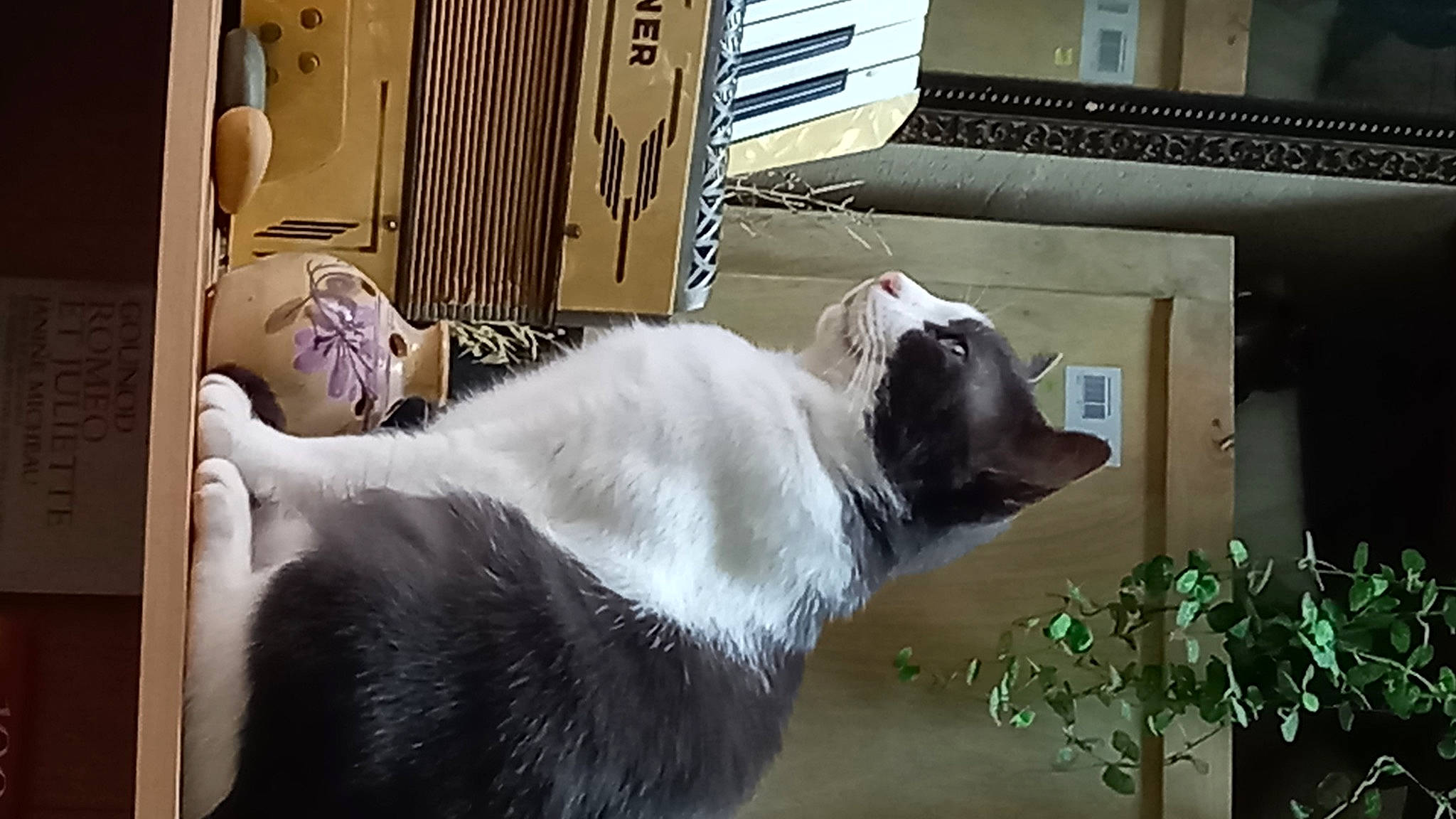 Speedy a rejoint le concours — aidez-le/la à gagner de superbes lots ! building, carnivore, collar, companion_dog, dog, dog_breed, door, fawn, felidae, fur, house, pet_supply, small_to_medium_sized_cats, snout, sporting_group, tail, whiskers, window, wood, working_animal