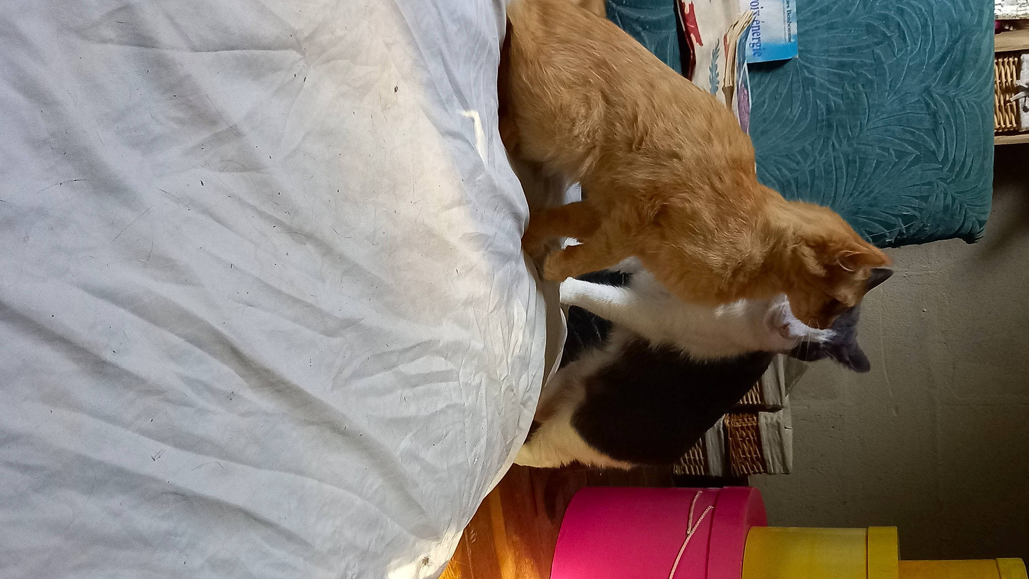 Speedy a rejoint le concours — aidez-le/la à gagner de superbes lots ! canidae, carnivore, cat, cat_supply, claw, collar, companion_dog, dog_breed, domestic_short_haired_cat, fawn, felidae, fish, fur, human_leg, pet_supply, small_to_medium_sized_cats, tail, whiskers, wood