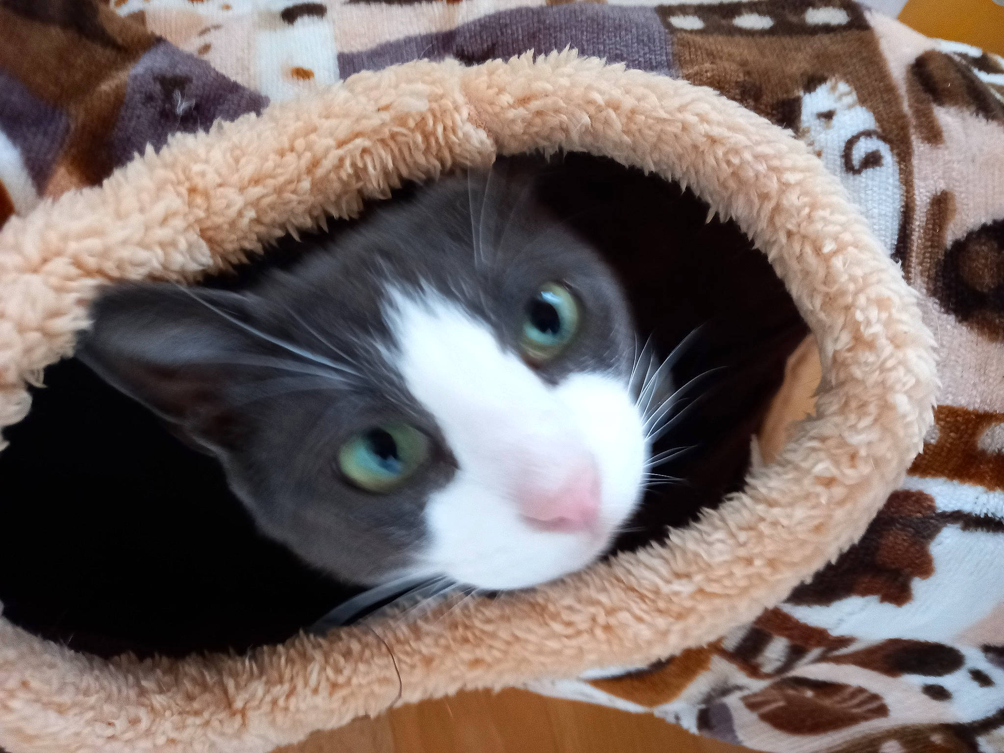 Speedy a rejoint le concours — aidez-le/la à gagner de superbes lots ! cap, carnivore, cat, comfort, domestic_short_haired_cat, eye, fawn, fedora, felidae, fur, fur_clothing, hat, human_body, nose, small_to_medium_sized_cats, snout, tail, whiskers, window, wool