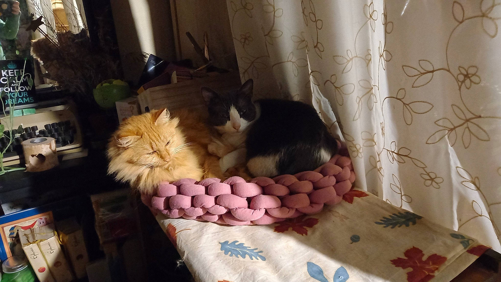 Speedy a rejoint le concours — aidez-le/la à gagner de superbes lots ! basket, box, cardboard, carnivore, cat, cat_supply, comfort, curtain, domestic_short_haired_cat, felidae, hardwood, houseplant, interior_design, linens, packaging_and_labeling, room, shipping_box, small_to_medium_sized_cats, whiskers, wood