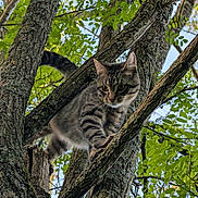 Kiro a rejoint le concours — aidez-le/la à gagner de superbes lots ! cat, tabby_cat, tree, branches, green_leaves, nature, outdoor, animal, pet, fur, climbing, wildlife, daylight, forest, mammal, whiskers, alert, closeup, sky, wood