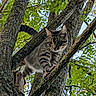 cat, tabby_cat, tree, branches, green_leaves, nature, outdoor, animal, pet, fur, climbing, wildlife, daylight, forest, mammal, whiskers, alert, closeup, sky, wood