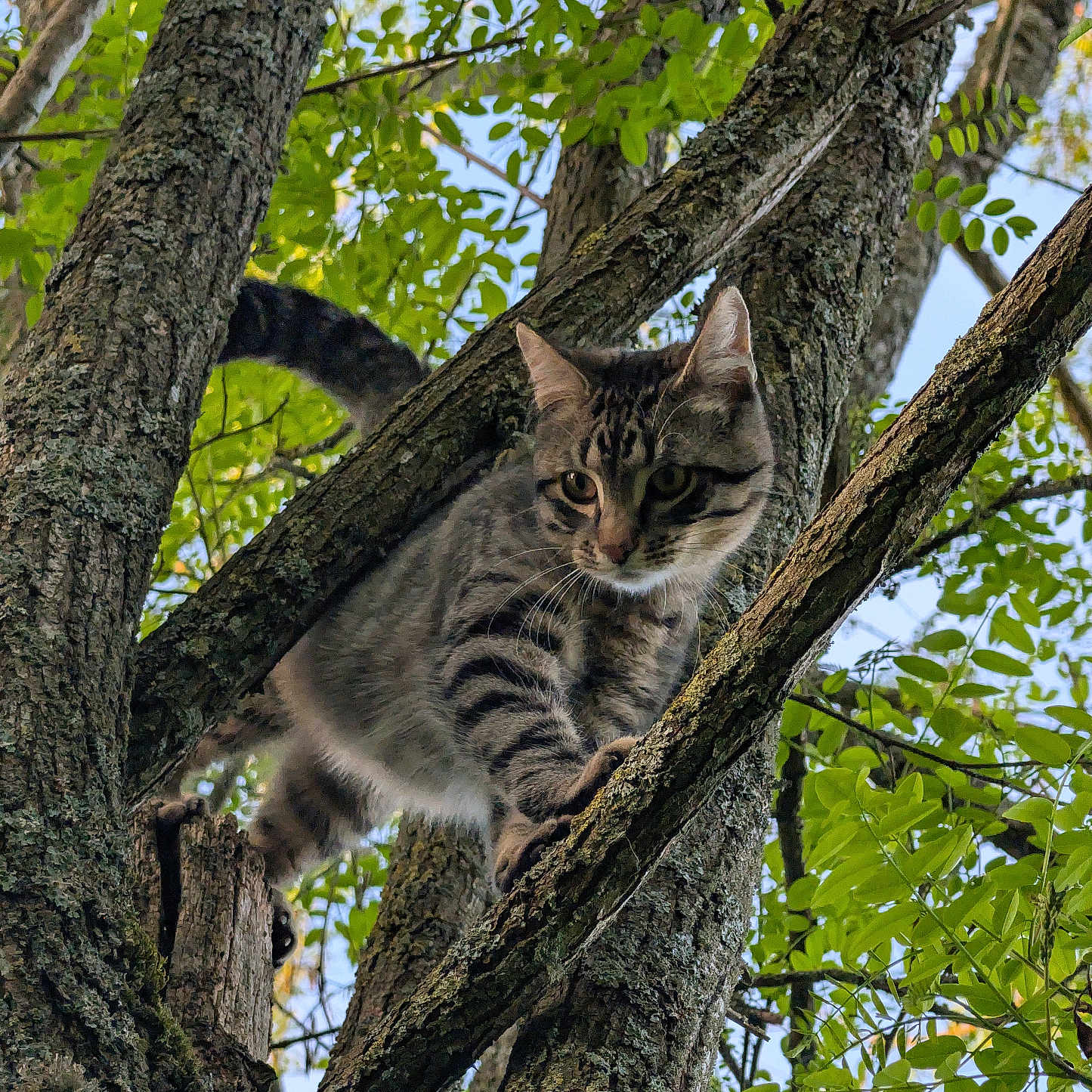 Kiro a rejoint le concours — aidez-le/la à gagner de superbes lots ! cat, tabby_cat, tree, branches, green_leaves, nature, outdoor, animal, pet, fur, climbing, wildlife, daylight, forest, mammal, whiskers, alert, closeup, sky, wood
