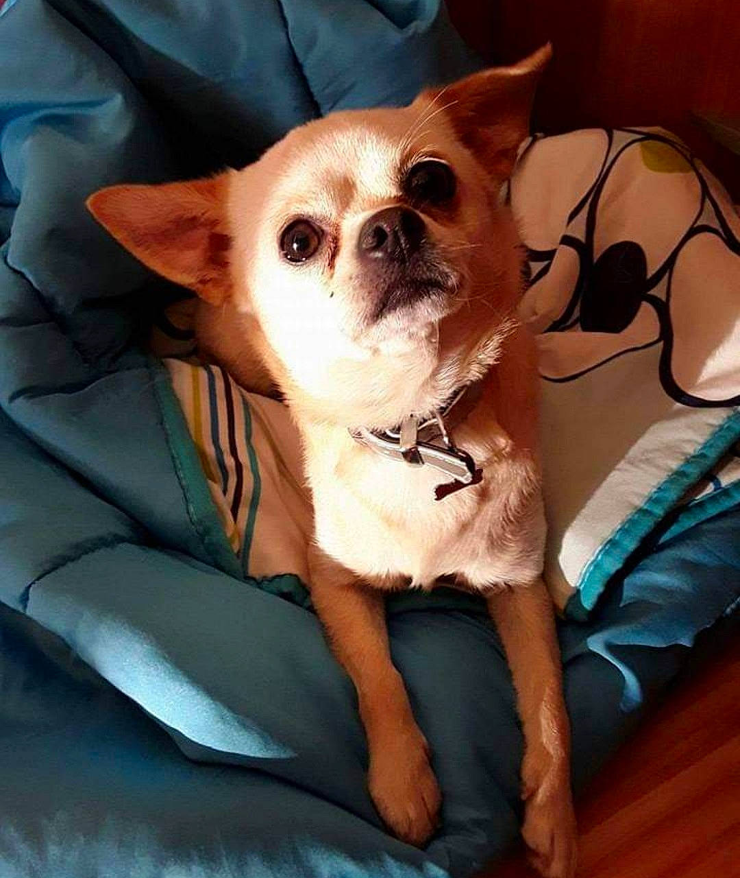 Jersey participe au concours pour gagner de l'argent avec cette photo : canidae, carnivore, comfort, companion_dog, corgi_chihuahua, dog, dog_breed, dog_supply, fawn, fur, human_leg, linens, non_sporting_group, snout, sporting_group, terrestrial_animal, toy_dog, whiskers, working_animal, wrinkle