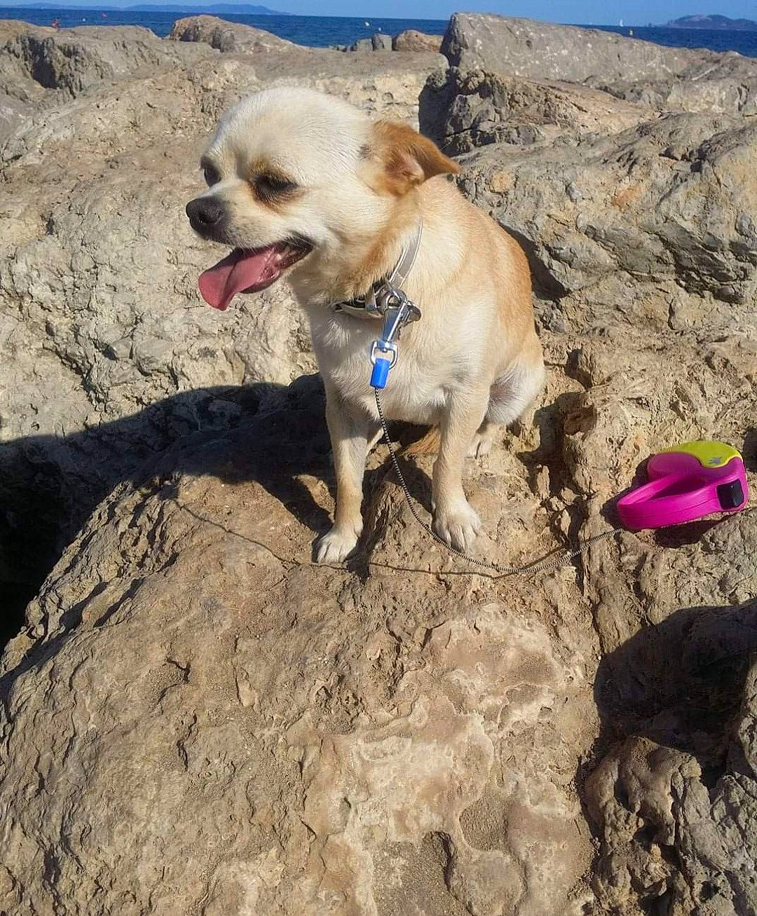 Jersey participe au concours pour gagner de l'argent avec cette photo : canidae, carnivore, collar, companion_dog, dog, dog_breed, dog_collar, dog_supply, fashion_accessory, fawn, leash, pet_supply, retriever, rock, sky, snout, soil, sporting_group, walking, working_animal