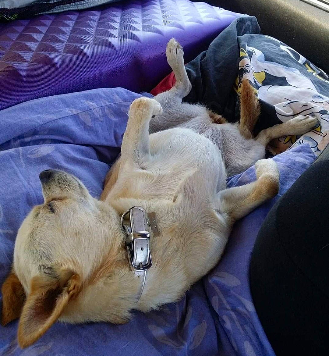 Jersey participe au concours pour gagner de l'argent avec cette photo : canidae, carnivore, comfort, companion_dog, couch, dog, dog_breed, dog_supply, fawn, felidae, fur, linens, nap, paw, snout, sporting_group, terrestrial_animal, whiskers, working_animal, wrinkle