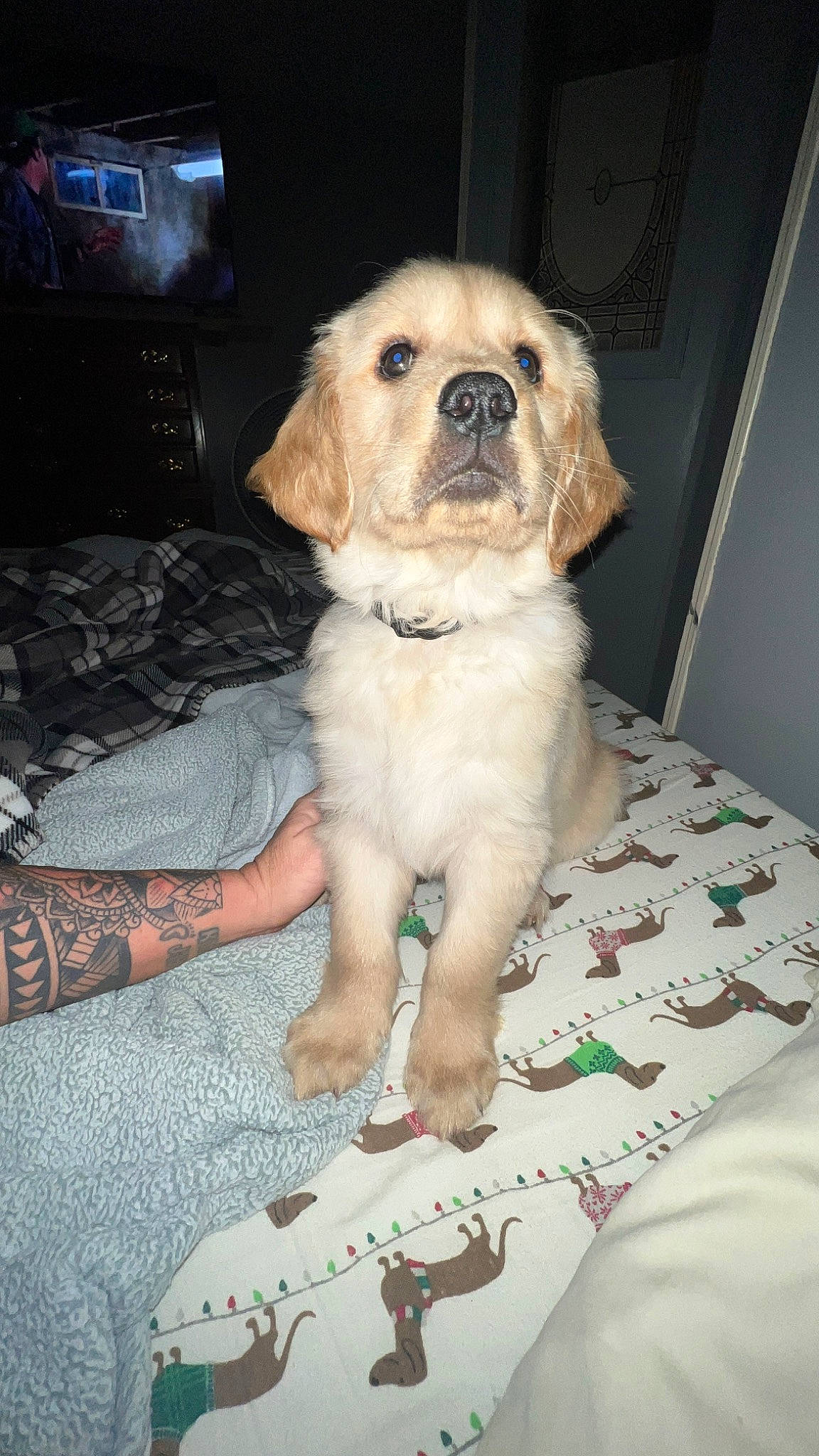 Pretzel is registered to the contest to win money with this photo: canidae, carnivore, chair, companion_dog, computer_keyboard, couch, dog, dog_breed, dog_supply, fawn, fur, non_sporting_group, puppy, puppy_love, sporting_group, terrestrial_animal, toy_dog, whiskers, working_animal