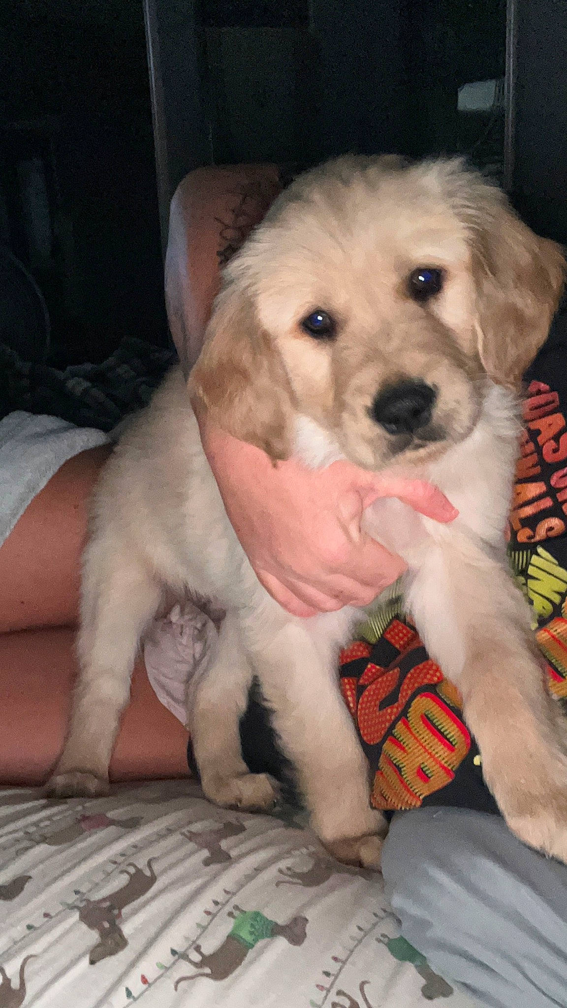 Pretzel joined the competition — help win amazing prizes! canidae, carnivore, companion_dog, dog, dog_breed, dog_supply, fawn, fur, labradoodle, livestock_guardian_dog, maltepoo, paw, puppy, puppy_love, small_terrier, snout, sporting_group, terrier, toy_dog, working_animal