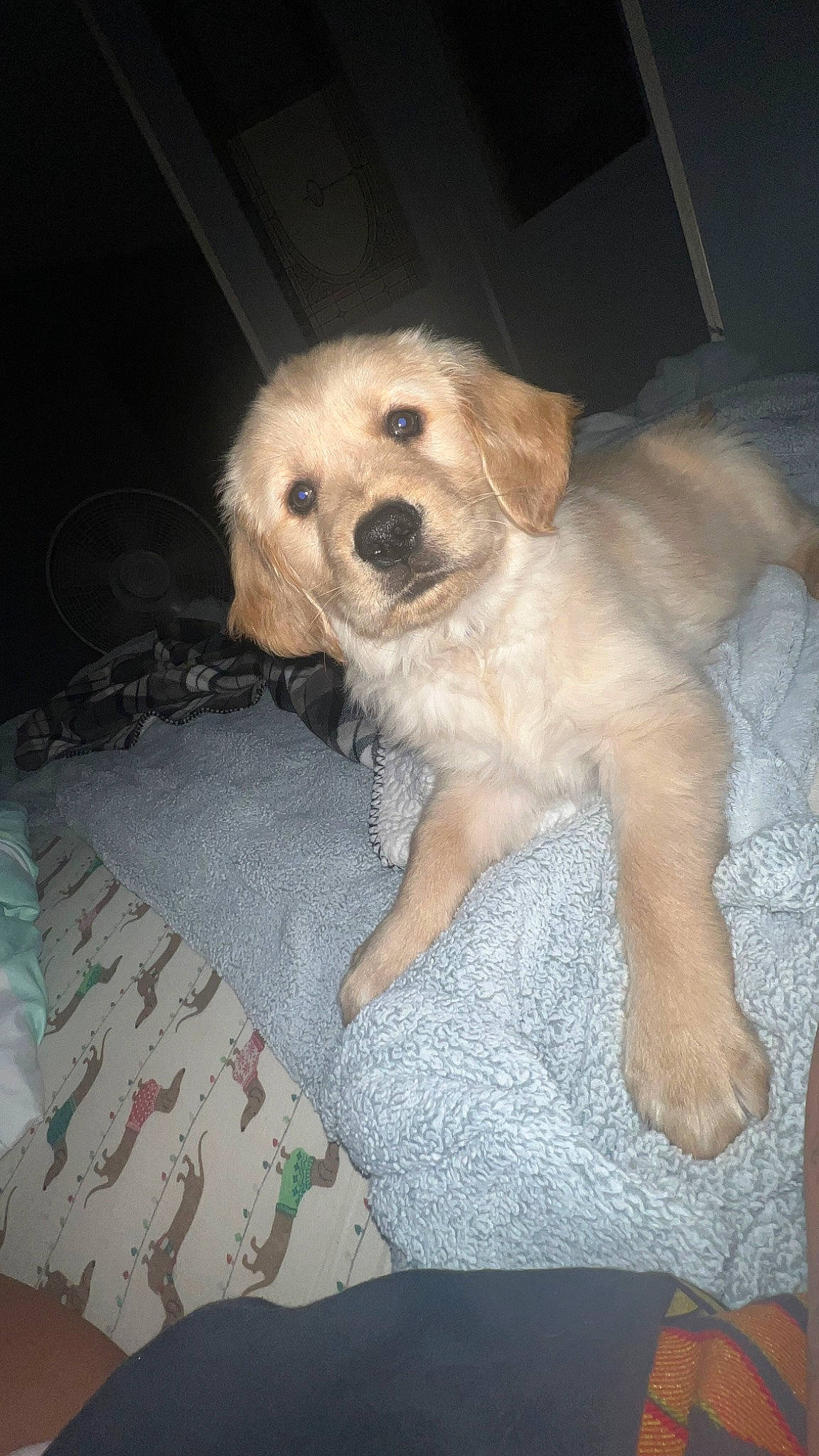 Pretzel is registered to the contest to win money with this photo: canidae, carnivore, companion_dog, dog, dog_breed, dog_supply, fawn, fur, maltepoo, non_sporting_group, small_terrier, snout, sporting_group, terrier, toy_dog, watch, whiskers, working_animal