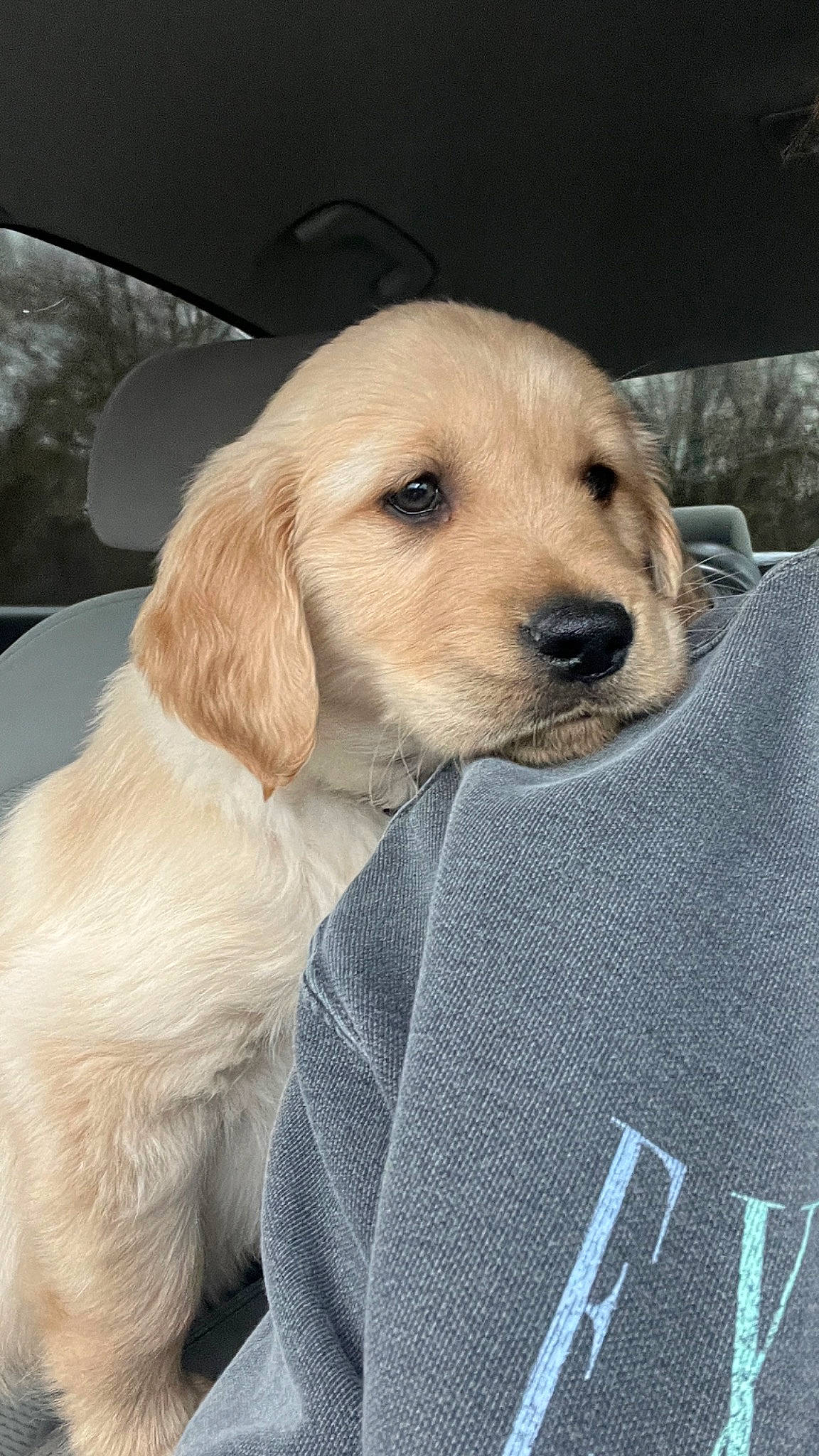 Pretzel is registered to the contest to win money with this photo: canidae, car_seat_cover, carnivore, collar, companion_dog, dog, dog_breed, dog_collar, dog_supply, fawn, fur, hunting_dog, plant, puppy, retriever, snout, sporting_group, tree, whiskers, winter