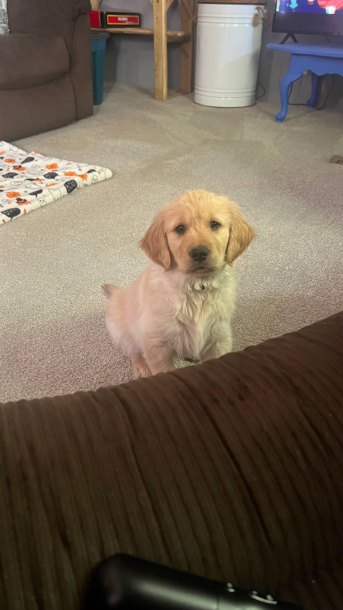 Pretzel joined the competition — help win amazing prizes! cabinetry, carnivore, chair, comfort, companion_dog, dog, dog_breed, dog_supply, fawn, floor, flooring, gun_dog, hardwood, pet_supply, room, snout, tail, wood, wood_flooring, working_animal