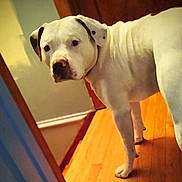 Nue Nue is registered to the contest to win money with this photo: dog, white_dog, indoor, hardwood_floor, doorway, curious, pet, canine, portrait, snout, floppy_ears, standing, paws, domestic_animal, home_interior, wooden_door, warm_lighting, close_up, looking_back, short_fur