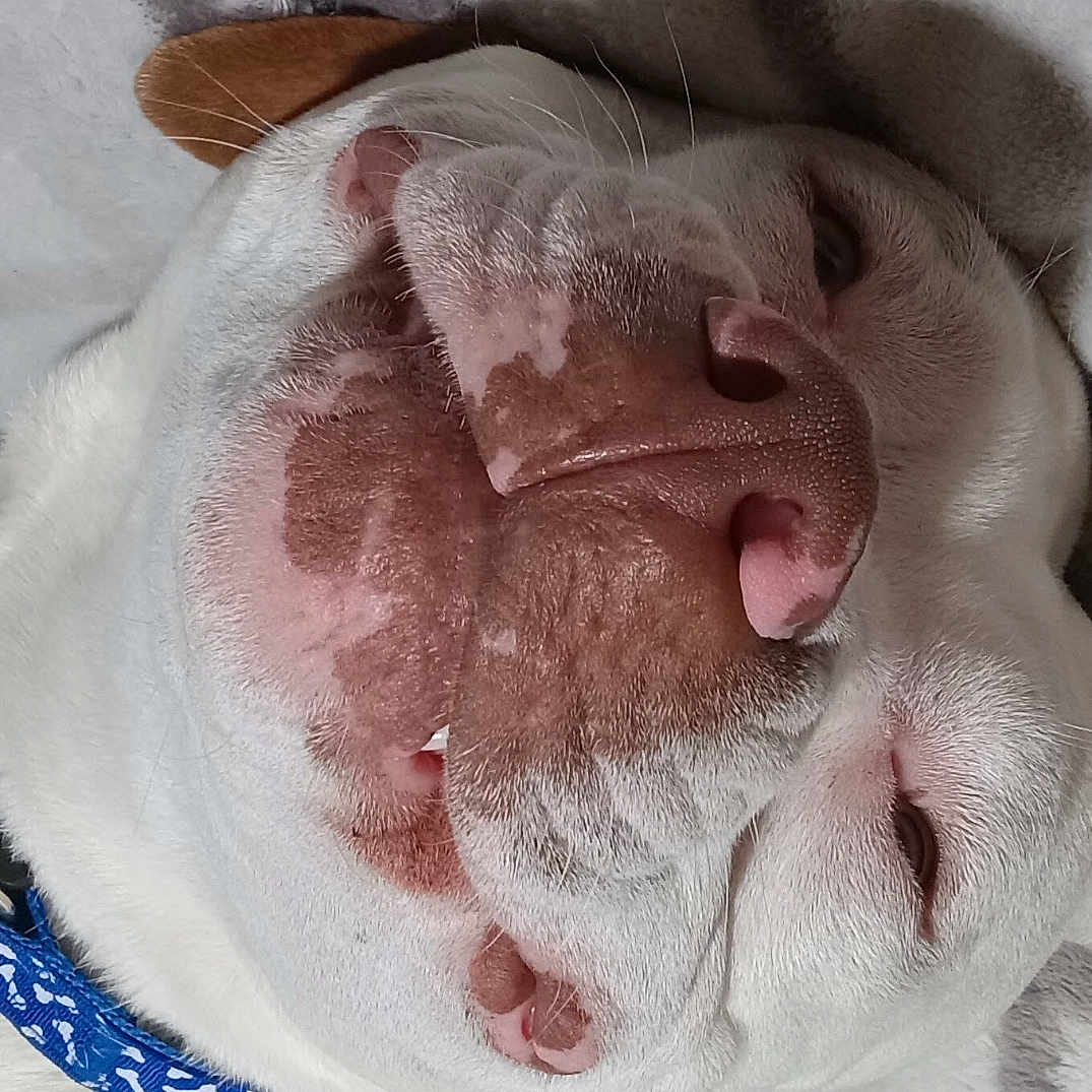 Nue Nue is registered to the contest to win money with this photo: blanket, blue_collar, brown_spots, bulldog, close_up, collar, cute, dog, domestic_animal, indoor, nose, pet, pitbull, sleeping, snout, tongue, upside_down, whiskers, white_fur, wrinkles