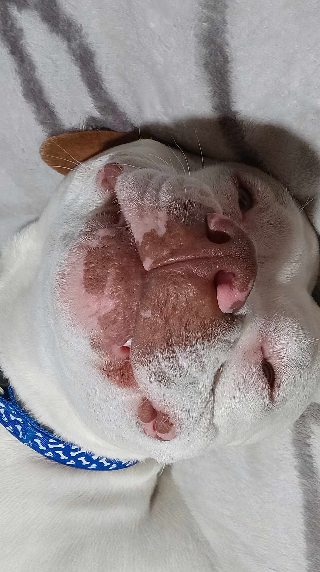 Nue Nue is registered to the contest to win money with this photo: dog, bulldog, pitbull, close_up, nose, snout, tongue, whiskers, collar, blue_collar, sleeping, upside_down, white_fur, brown_spots, wrinkles, pet, domestic_animal, indoor, blanket, cute