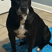 Chico joined the competition — help win amazing prizes! alert, animal, black_dog, blue_mat, companion, dog, door, ears, front_facing, home, indoor, paws, pet, portrait, shadow, short_hair, sitting, tile_floor, wall, white_markings