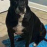 alert, animal, black_dog, blue_mat, companion, dog, door, ears, front_facing, home, indoor, paws, pet, portrait, shadow, short_hair, sitting, tile_floor, wall, white_markings