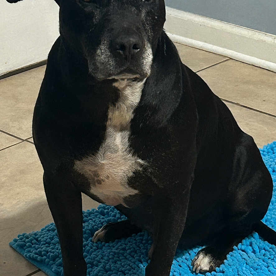 Chico