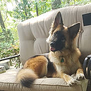 Bella is registered to the contest to win money with this photo: animal, canine, companion, curious, cushion, daylight, dog, ears, fence, fur, german_shepherd, greenery, nature, outdoor, pet, portrait, relaxing, sofa, tail, trees